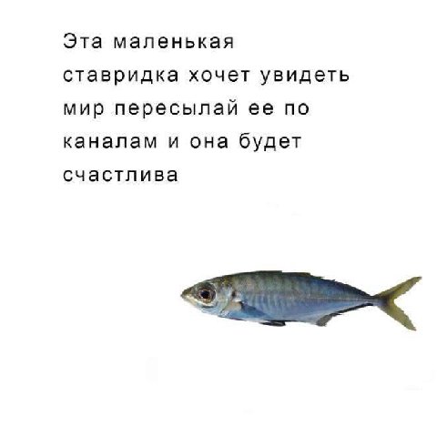 Эта маленькая ставридка хочет увидеть мир пересылай ее по каналам и она будет счастлива