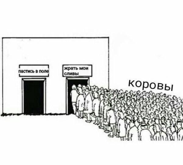 коровы