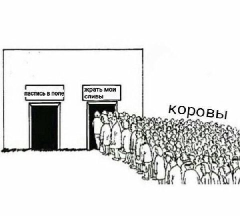 коровы