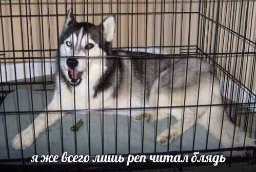 stk 9 я же всего лишь реп читал блядь