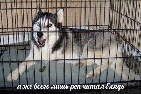 stk 9 я же всего лишь реп читал блядь