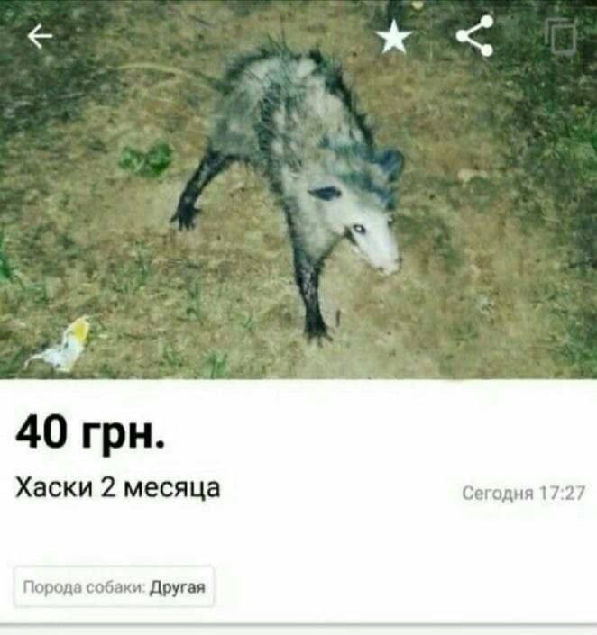 40 грн. Хаски 2 месяца Сегодня 17:27 Порода собаки: Другая