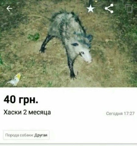 40 грн. Хаски 2 месяца Сегодня 17:27 Порода собаки: Другая