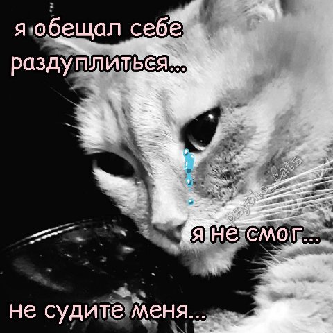 я сегодня