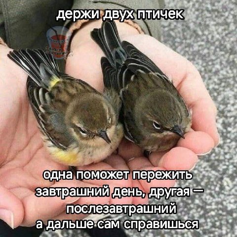 двух птичек одна поможет завтрашний день, 4 послезавтрашний 4 4 a дальше: сам