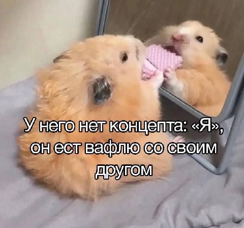 У него нет концепта: «Я», он ест вафлю ввоим другом