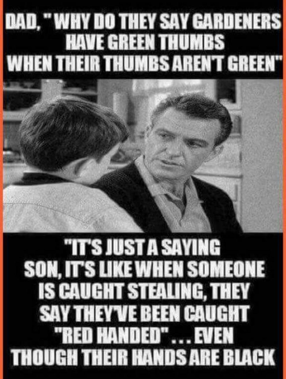 WHY 00 THEY SAY GARDENERS HAVE GREEN THUMBS WHEN THEIR THUMBS ARENT “ITS SAYING SON, ITS LIKE WHEN SOMEONE 1$ CAUGHT STEALING, THEY SAY BEEN CAUGHT “RED EVEN THOUGH THEIR HANDS ARE BLACK