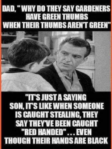 WHY 00 THEY SAY GARDENERS HAVE GREEN THUMBS WHEN THEIR THUMBS ARENT “ITS SAYING SON, ITS LIKE WHEN SOMEONE 1$ CAUGHT STEALING, THEY SAY BEEN CAUGHT “RED EVEN THOUGH THEIR HANDS ARE BLACK