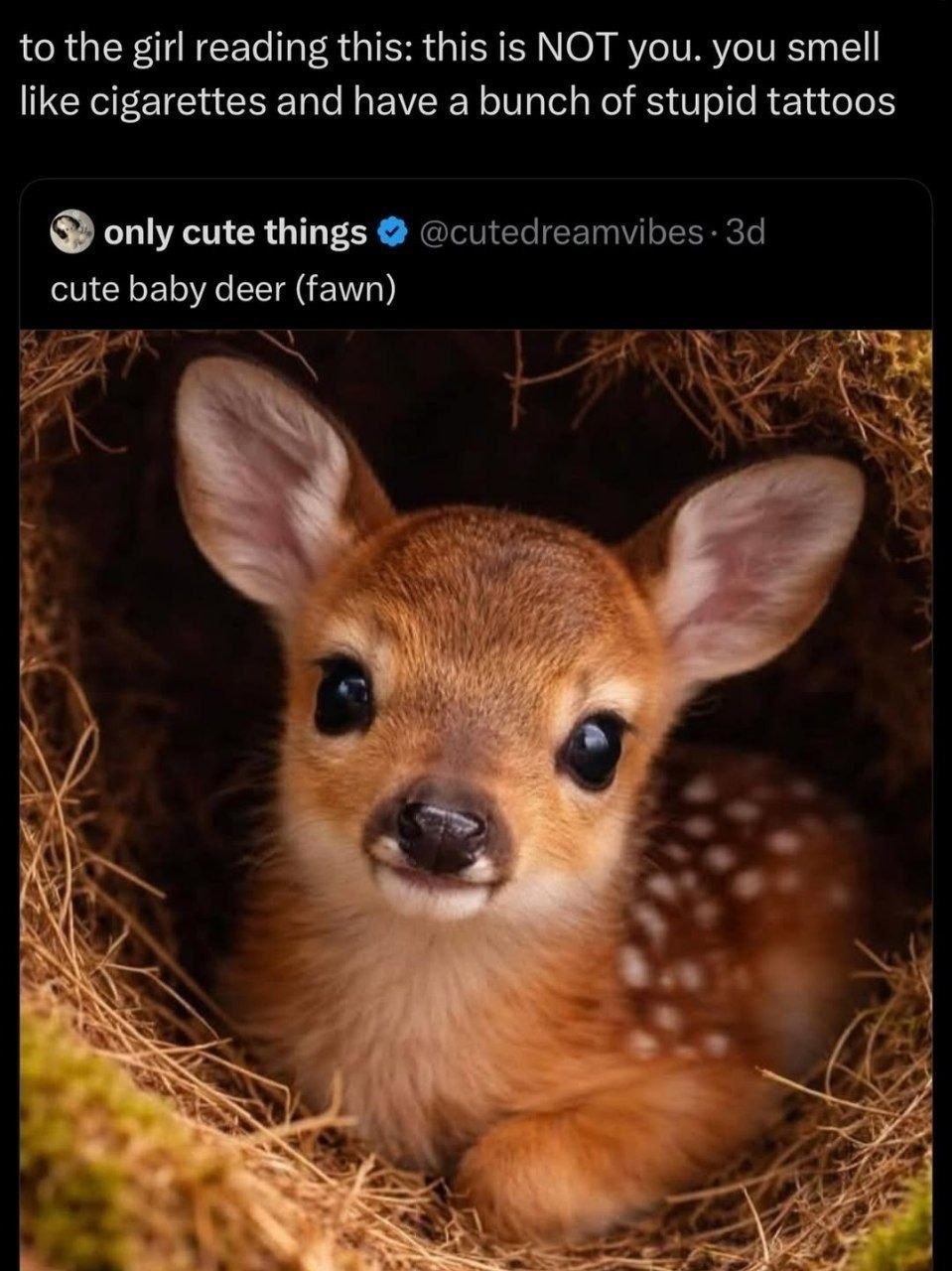 to the girl reading this: this is МОТ you. you smell like cigarettes and have a bunch of stupid tattoos only cute things @cutedreamvibes- cute baby deer (fawn) a ava