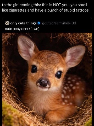 to the girl reading this: this is МОТ you. you smell like cigarettes and have a bunch of stupid tattoos only cute things @cutedreamvibes- cute baby deer (fawn) a ava