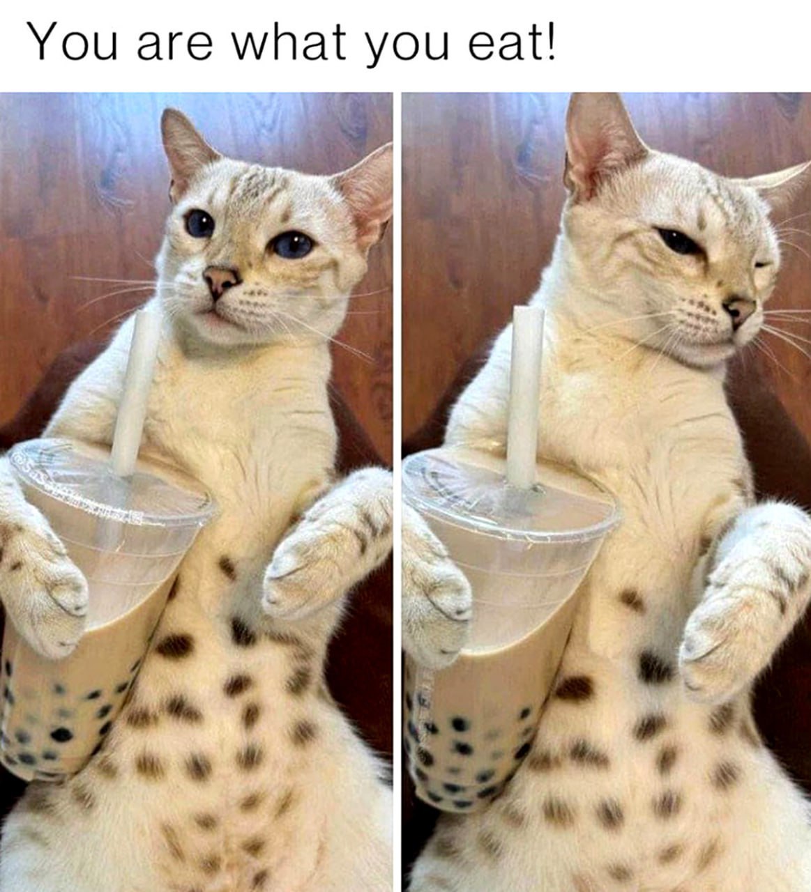 eat! You are you Lig