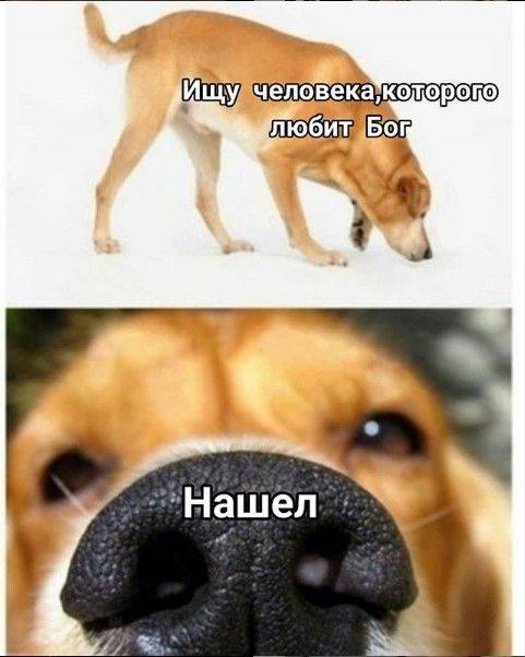 Ищу елов которого любит Нашел