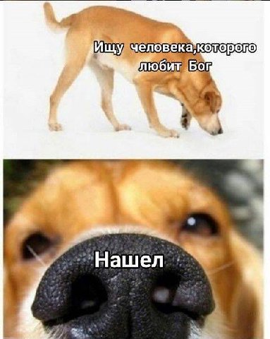 Ищу елов которого любит Нашел