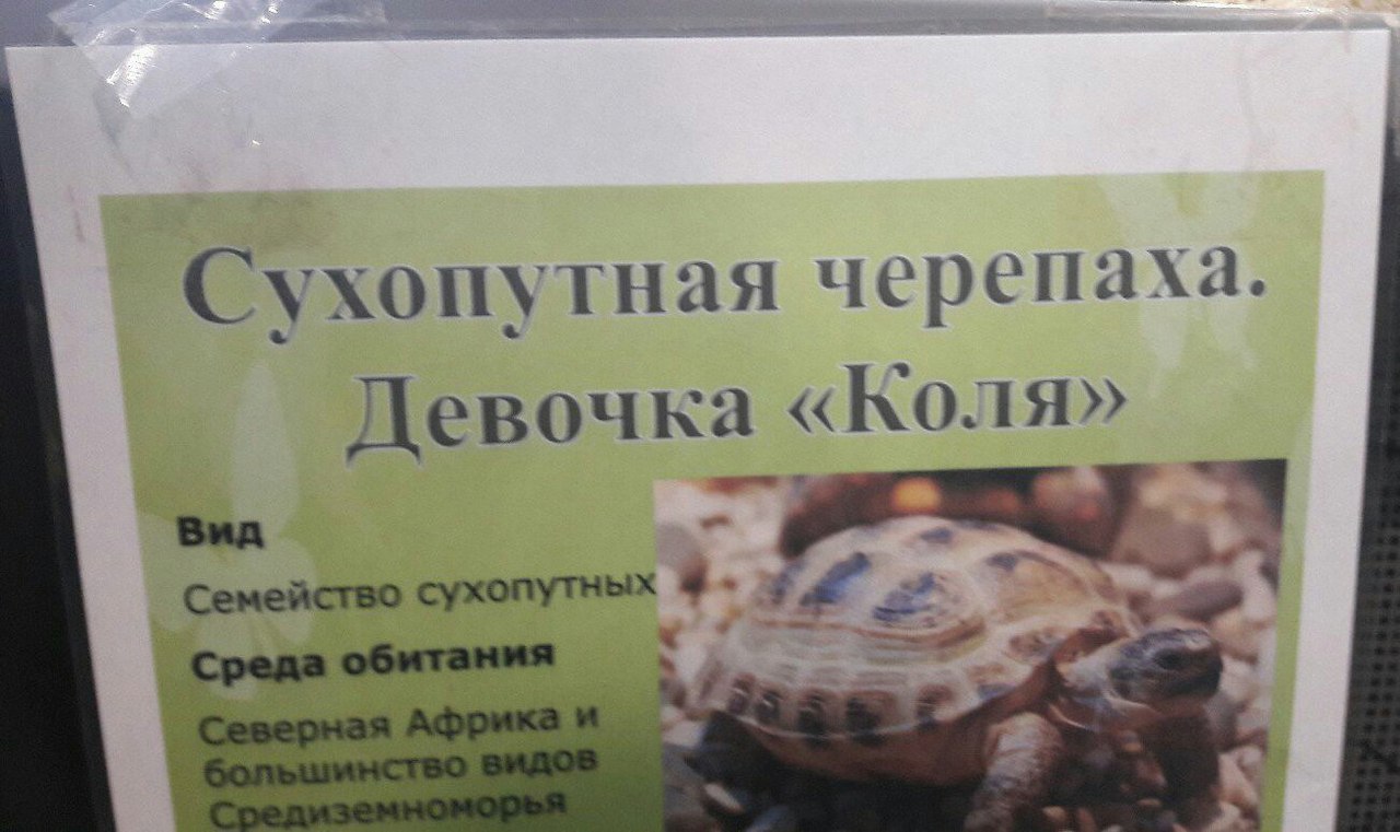 Сухопутная черепаха Девочка «Коля» Семейство сухопутных 4