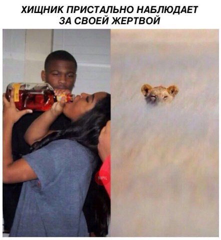 ХИЩНИК ПРИСТАЛЬНО НАБЛЮДАЕТ ЗА СВОЕЙ ЖЕРТВОЙ ОРЩ