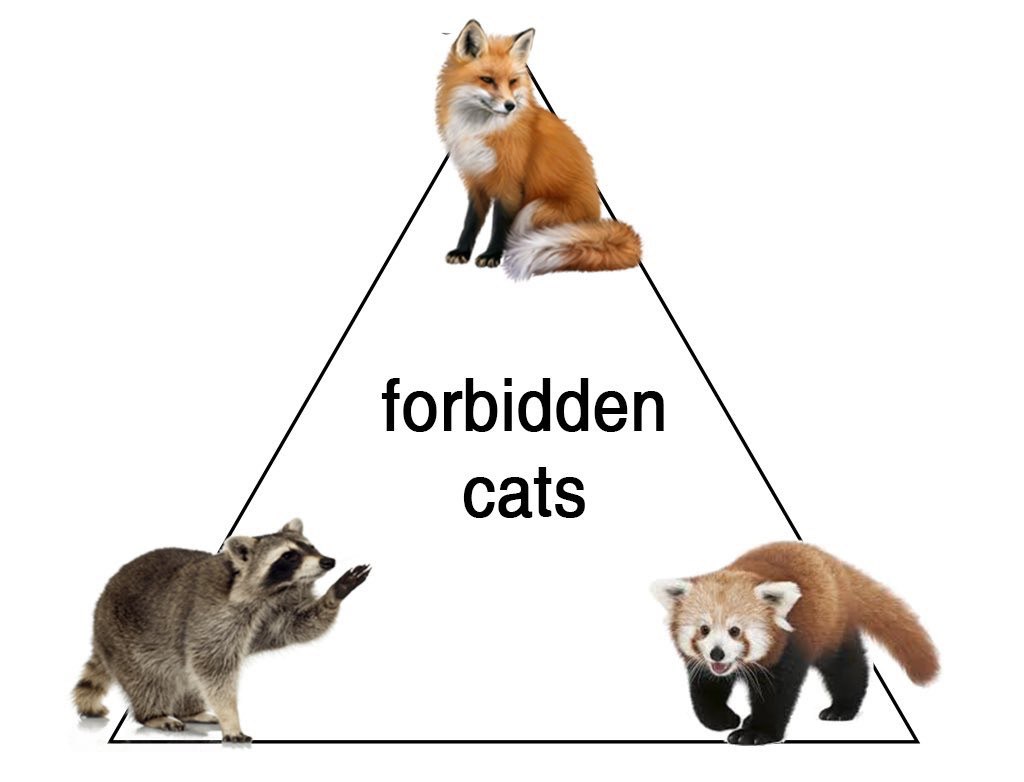 forbidden cats