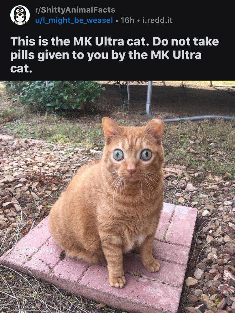 r/ShittyAnimalFacts a 161 i.redd.it This is the Ultra cat. not take pills given to you the Ultra cat. OF 72 aN ДА 74 2 в