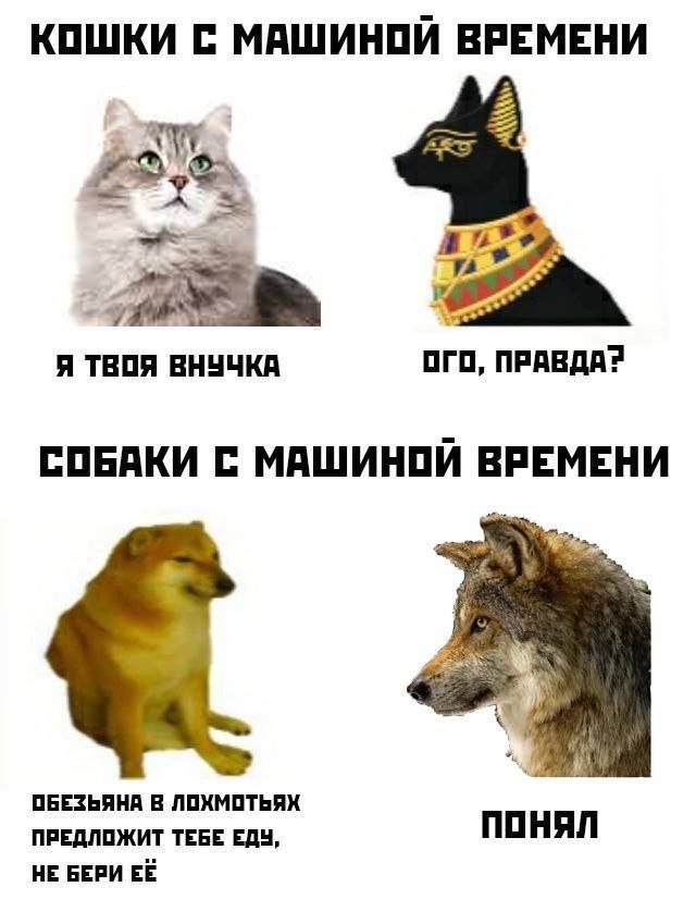 КОШКИ С МАШИНОИ ВРЕМЕНИ Я ТВОЯ ВНУЧКА ОГО, ПРАВДА? СОБАКИ С МАШИНОИ ВРЕМЕНИ ОБЕЗЬЯНА В ЛОХМОТЬЯХ ПРЕДЛОЖИТ ТЕБЕ ЕДУ, ПОНЯЛ НЕ БЕРИ ЕЁ