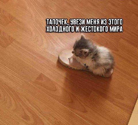 ТАПОЧЕК, УВЕЗИ МЕНЯ ИЗ ЭТОГО ХОЛОДНОГО И ЖЕСТОКОГО МИРА