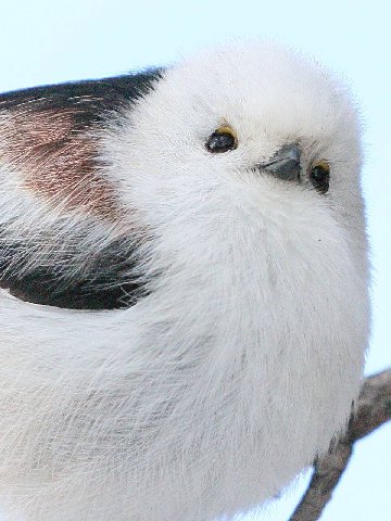 BE
