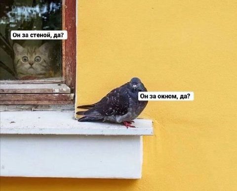 Он за стеной, да? 4%. Он за окном, да?