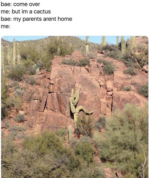 Бае: соте омег me: but a cactus bae: my parents arent home me: 7 Mou у a я i