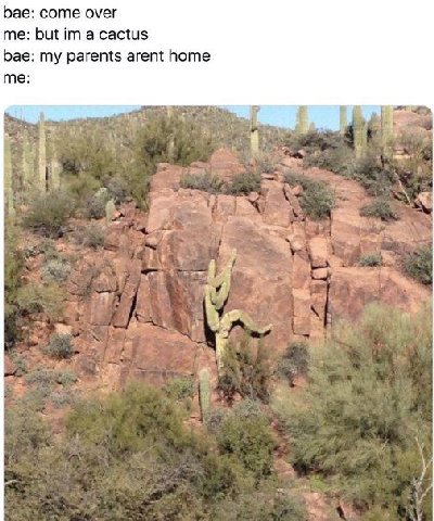 Бае: соте омег me: but a cactus bae: my parents arent home me: 7 Mou у a я i