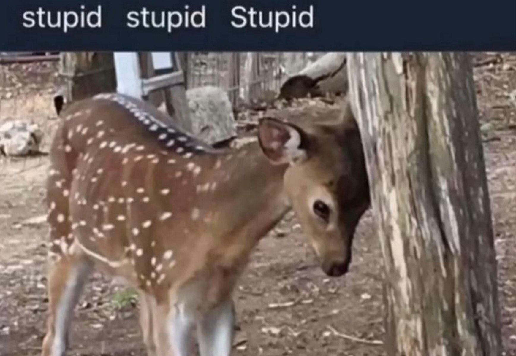 Stupid stupid Stupid у у