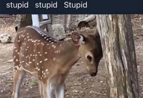 Stupid stupid Stupid у у
