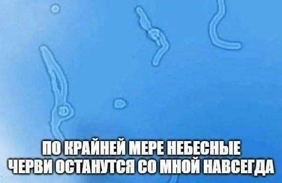 0 0 КРАЙНЕЙ МЕРЕ НЕБЕСНЫЕ ЧЕРВИ ОСТАНУТСЯ С0 МНОЙ НАВСЕГДА
