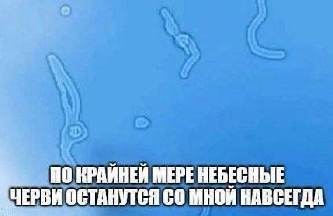 0 0 КРАЙНЕЙ МЕРЕ НЕБЕСНЫЕ ЧЕРВИ ОСТАНУТСЯ С0 МНОЙ НАВСЕГДА