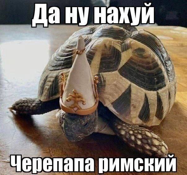 Да ну наху Черепапа римский