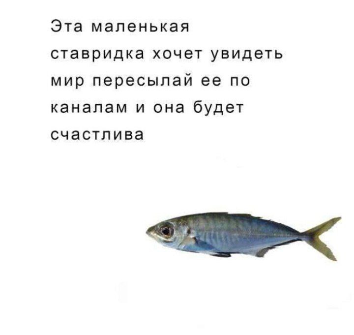 Эта маленькая ставридка хочет увидеть мир пересылай ее по каналам и она будет счастлива
