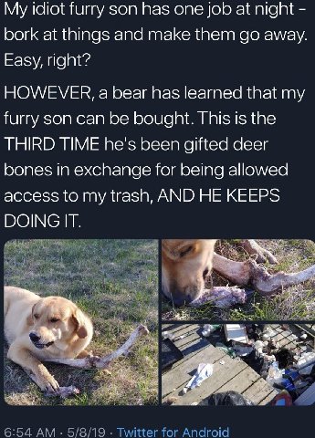 My idiot furry son has one job at night bork at things and make them away. Easy, right? HOWEVER, a bear has learned that my furry son can be bought. This is the THIRD TIME he's been gifted deer bones 