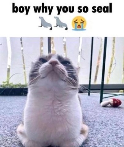 boy why you so seal