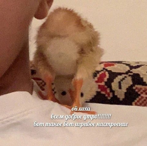 хаха всем доброе утро