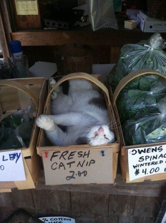 SPINA