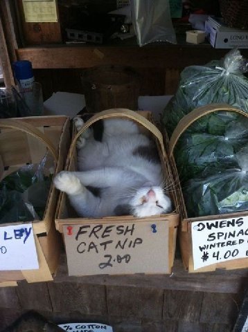 SPINA