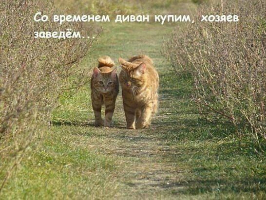 временем диван купим, хозяев сзаведем... К у. А у. 4