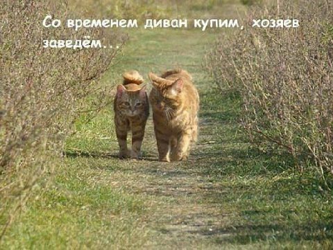 временем диван купим, хозяев сзаведем... К у. А у. 4