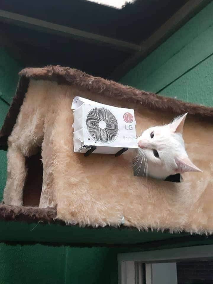 Даже у котека есть кондиционер