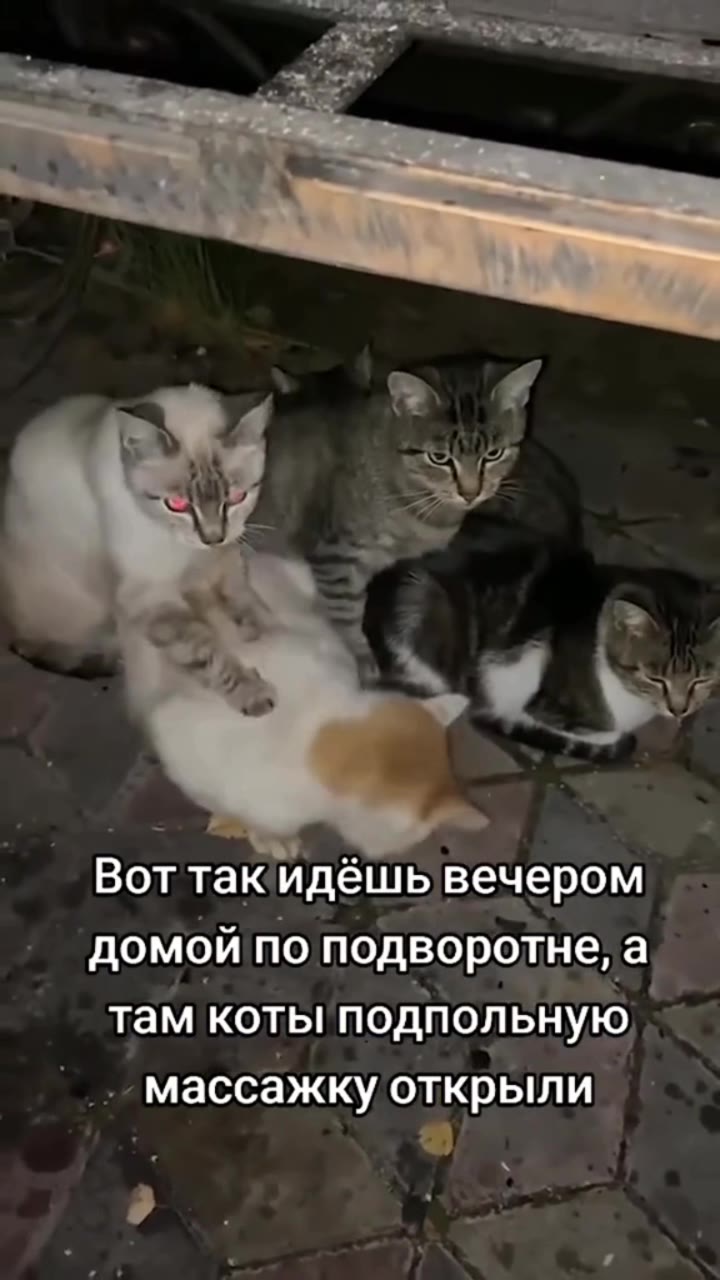 у” Вот такидёшь вечером о домой по подворотне, a там коты подпольную ‚ массажку открыли