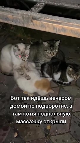 у” Вот такидёшь вечером о домой по подворотне, a там коты подпольную ‚ массажку открыли