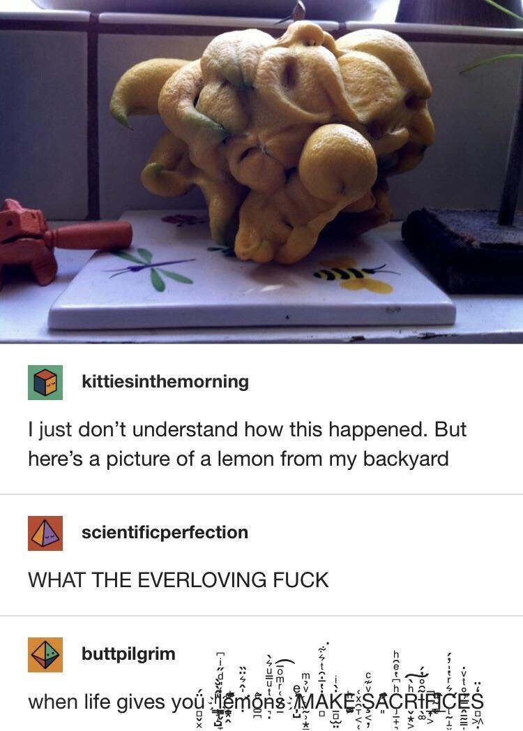 kittiesinthemorning just don’t understand how this happened. But here’s a picture of a lemon from my backyard scientificperfection WHAT THE EVERLOVING FUCK buttpilgrim when gives you