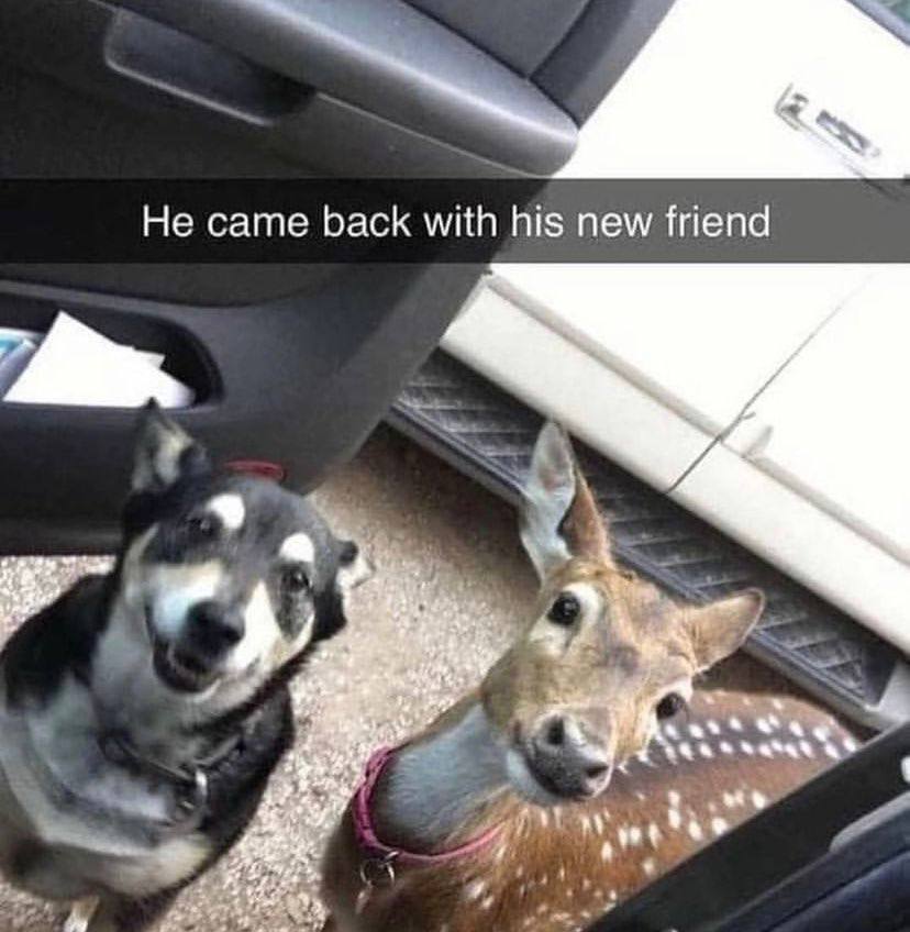Не came back with his new friend a we