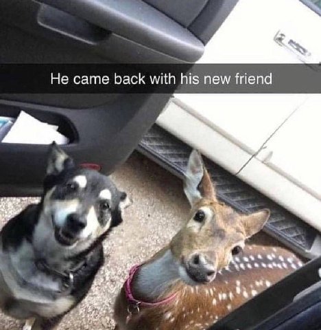 Не came back with his new friend a we