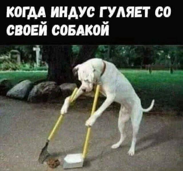 КОГДА ИНДУС ГУЛЯЕТ СВОЕЙ СОБАКОЙ