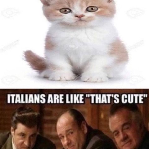 ITALIANS ARE LIKE CUTE"