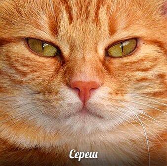 И SSS I A К Сереш