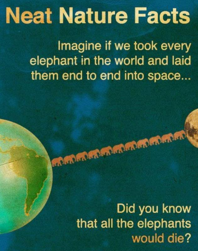 Neat Nature Facts Imagine if we took every elephant in the world and laid them end to end into space Я Did you know that all the elephants гра?